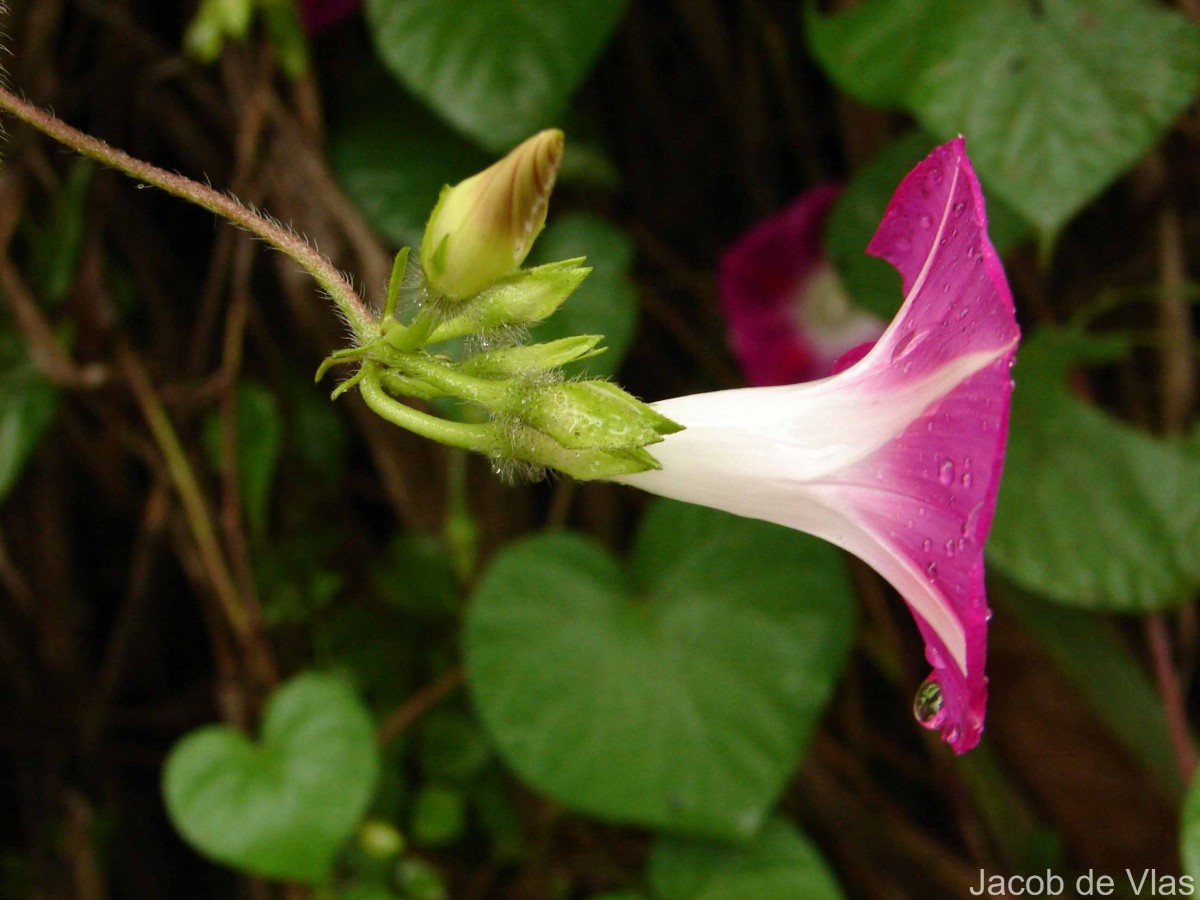 Ipomoea purpurea (L.) Roth